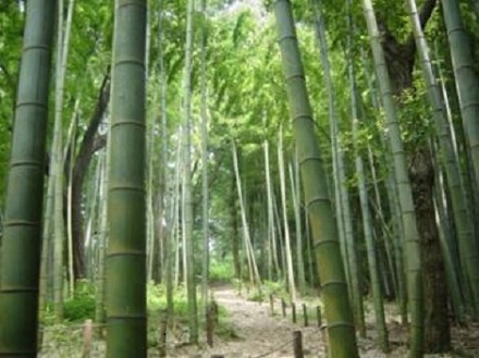 鍛冶ヶ谷竹林