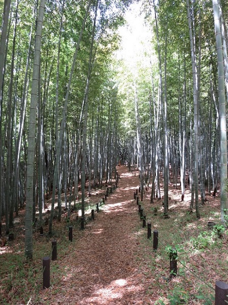 竹林内の園路