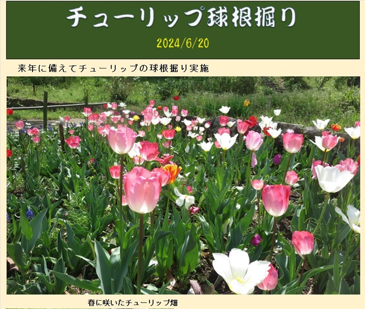 チューリップ球根掘り1