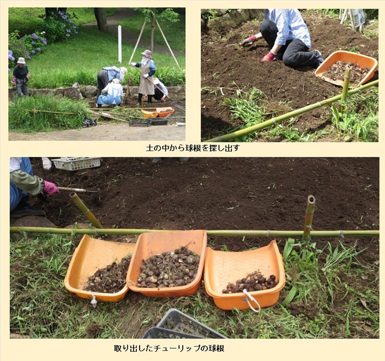 チューリップ球根掘り3