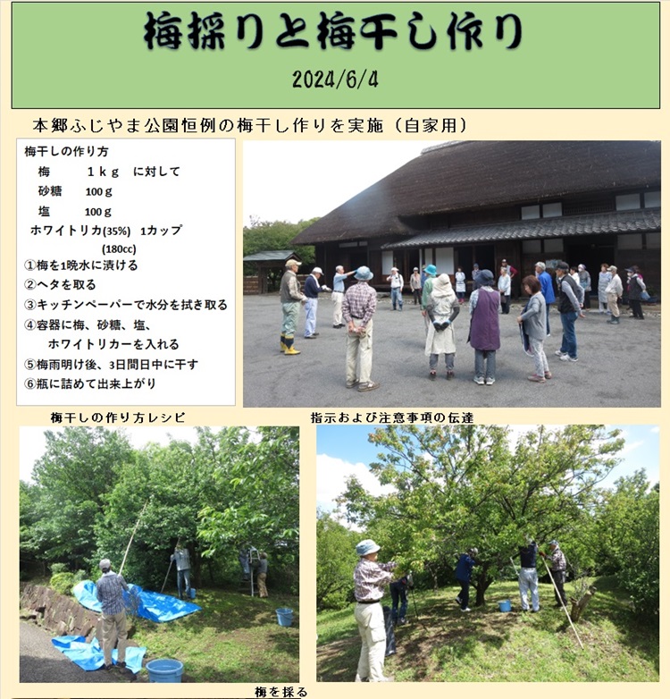 梅干し用梅採り１