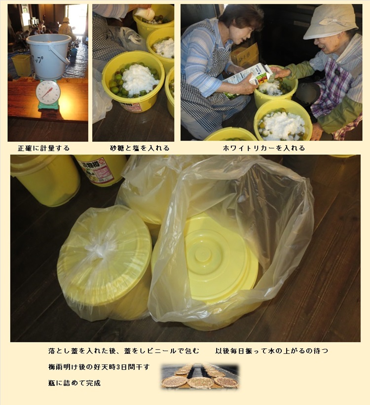 梅干し用梅採り3
