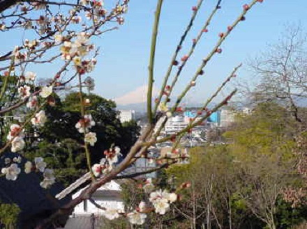 白梅と富士山