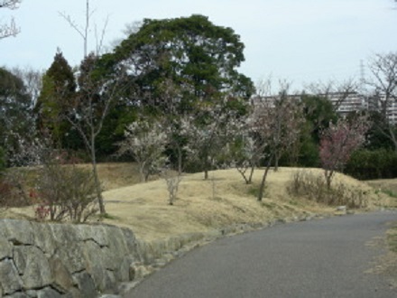 白梅