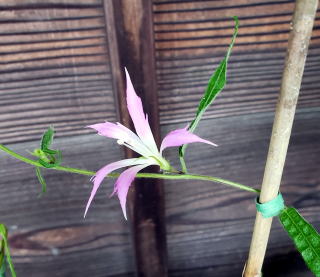 変化朝顔