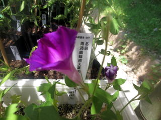 変化朝顔