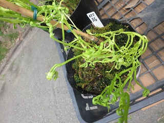変化朝顔