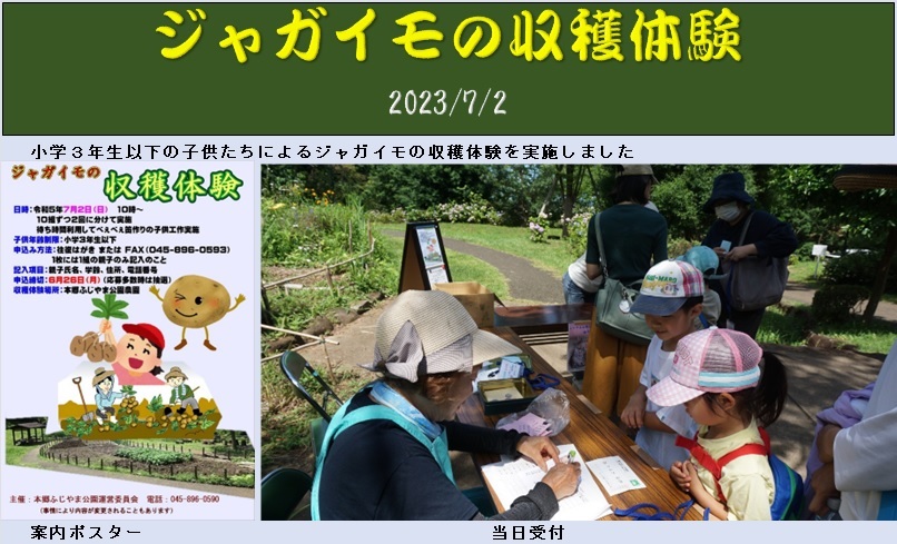ジャガイモの収穫体験風景１