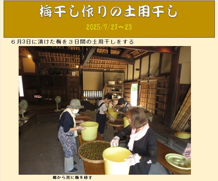 梅干しの土用干し_1