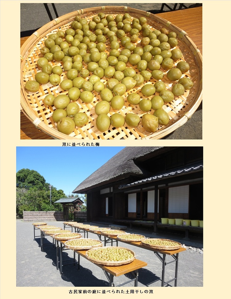 梅干しの土用干し_2