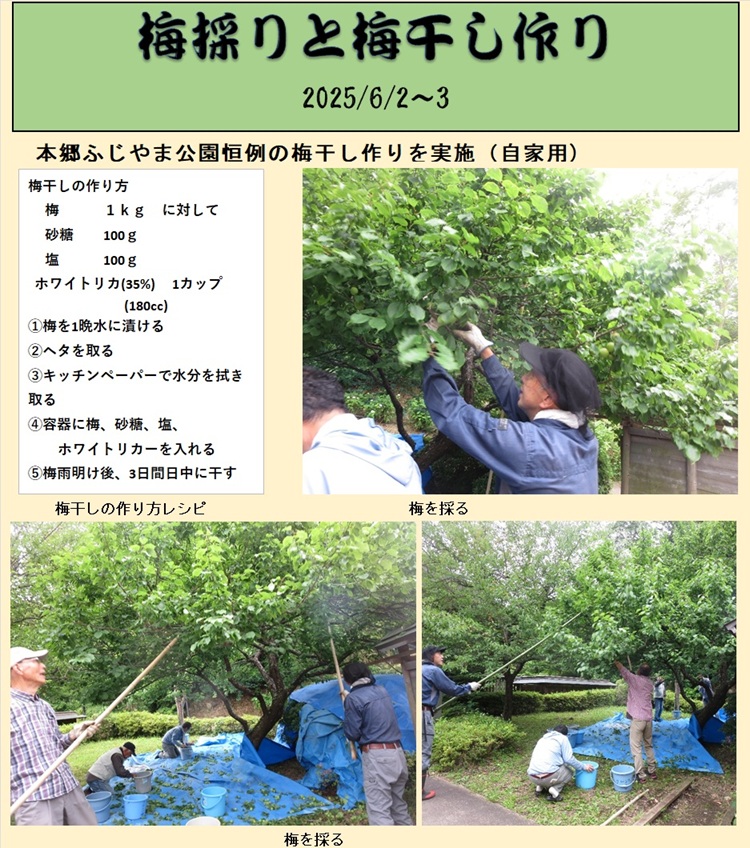 梅採り梅干し作り_1